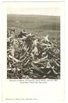 Postcard 7th Cavalry Horse Remains Custer Battle