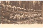 Picture Postcard Photo 4th Cavalry California 1900