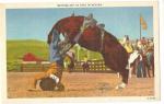 Postcard Bronco Busting Cowboy