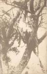 WWI Postcard Dead Horse in Tree